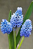 MUSCARI AZUREUM