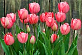 TULIPA VAN EIJK