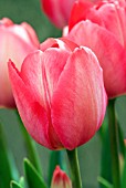 TULIPA VAN EIJK