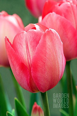 TULIPA_VAN_EIJK