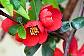 CHAENOMELES X SUPERBA CRIMSON AND GOLD