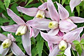 CLEMATIS ALPINA ROSY PAGODA