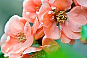 CHAENOMELES SPECIOSA GEISHA GIRL