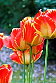 TULIPA OLYMPIC FLAME