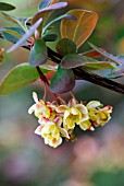 BERBERIS THUNBERGII ATROPURPUREA