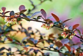 BERBERIS THUNBERGII ATROPURPUREA