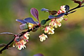 BERBERIS THUNBERGII ATROPURPUREA