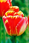 TULIPA OLYMPIC FLAME