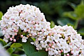 VIBURNUM X CARLECEPHALUM