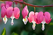 DICENTRA SPECTABILIS