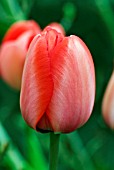 TULIPA GORDON COOPER