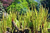 DRYOPTERIS AFFINIS SUBSP. CAMBRENSIS