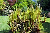 DRYOPTERIS AFFINIS SUBSP. CAMBRENSIS