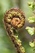 DRYOPTERIS AFFINIS SUBSP. CAMBRENSIS