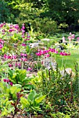 PRIMULA PULVERULENTA IN STREAMSIDE GARDEN