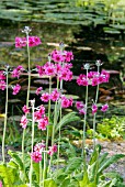 PRIMULA PULVERULENTA IN STREAMSIDE GARDEN