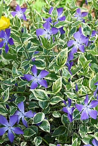 VINCA_MINOR_ARGENTEOVARIEGATA