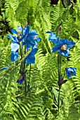 MECONOPSIS GRANDIS