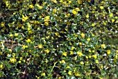 BERBERIS CALLIANTHA