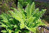 DRYOPTERIS CRASSIRHIZOMA