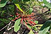 EMBROTHIUM COCCINEUM