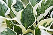 HOSTA MINUTEMAN