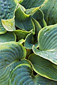 HOSTA HALCYON