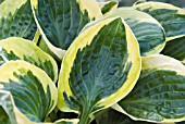 HOSTA WIDE BRIM