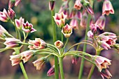 NECTAROSCORDUM SICULUM SUBSP. BULGARICUM