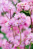 THALICTRUM AQUILEGIIFOLIUM