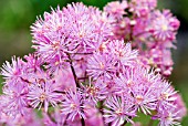 THALICTRUM AQUILEGIIFOLIUM