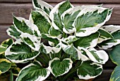 HOSTA MINUTEMAN