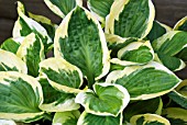 HOSTA WIDE BRIM