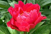 PAEONIA KARL ROSENFIELD