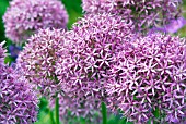 ALLIUM GLOBEMASTER