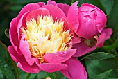 PAEONIA BOWL OF BEAUTY