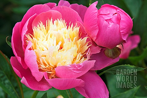 PAEONIA_BOWL_OF_BEAUTY