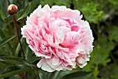 PAEONIA SARAH BERNHARDT