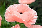 PAPAVER ORIENTALE HELEN ELIZABETH