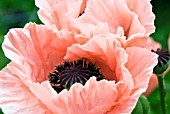 PAPAVER ORIENTALE HELEN ELIZABETH