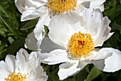 PAEONIA WHITE WINGS