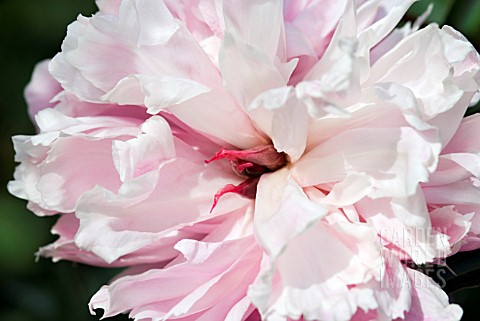 PAEONIA_SHIRLEY_TEMPLE