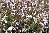 THYMUS HERBA-BARONA