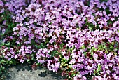 THYMUS FRAGRANTISSMUS