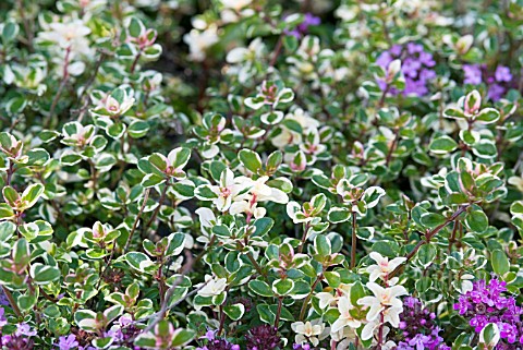 THYMUS_PULEGIOIDES_FOXLEY