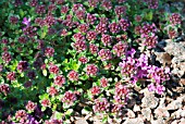 THYMUS DOERFLERI BRESSINGHAM PINK