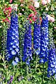 DELPHINIUM CONSTANCE RIVETT