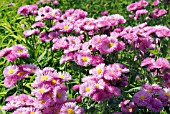 ERIGERON ROSA JUWEL