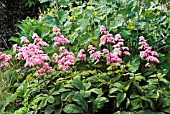 RODGERSIA PINNATA ELEGANS