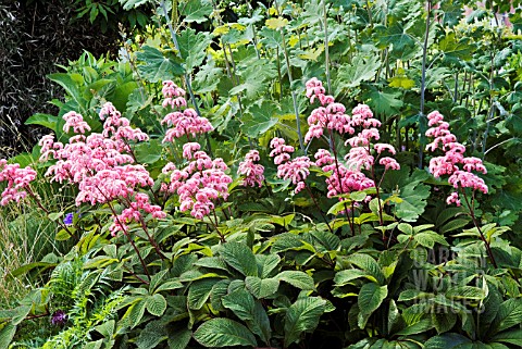 RODGERSIA_PINNATA_ELEGANS